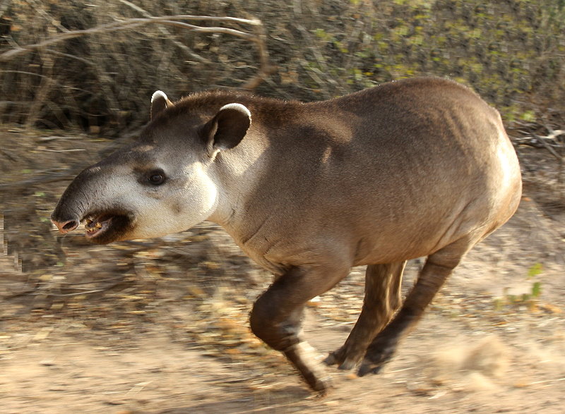 Ein Flachlandtapier (Tapirus terrestris)
