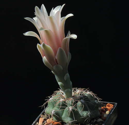 G. sutterianum subsp. arachnispinum VoS 638
