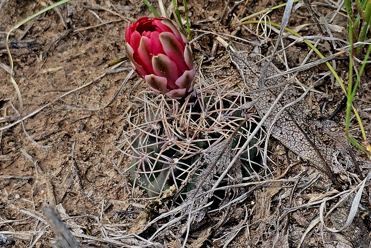 G. marianae VoS 3486