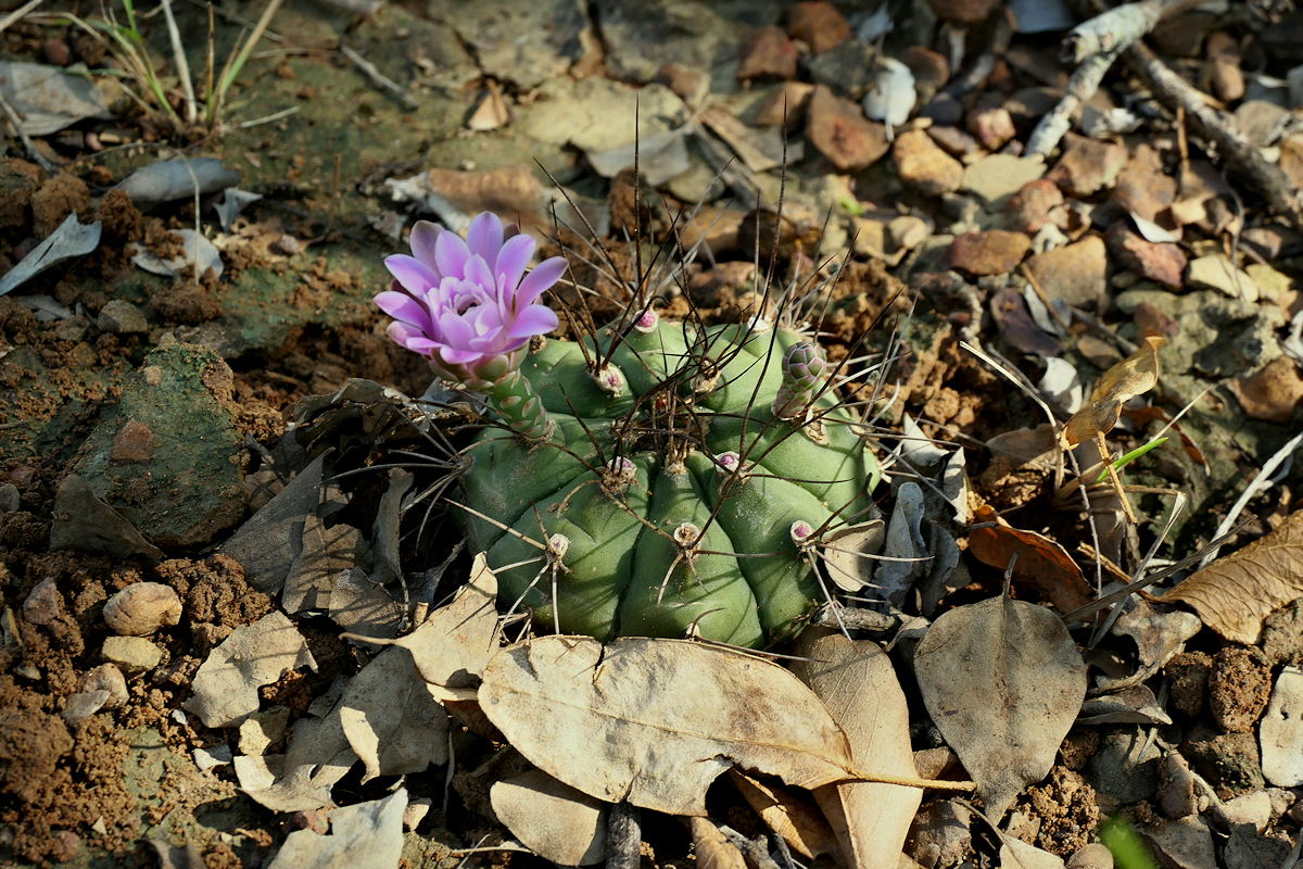 G. marekiorum var. guaraniorum VoS 3637