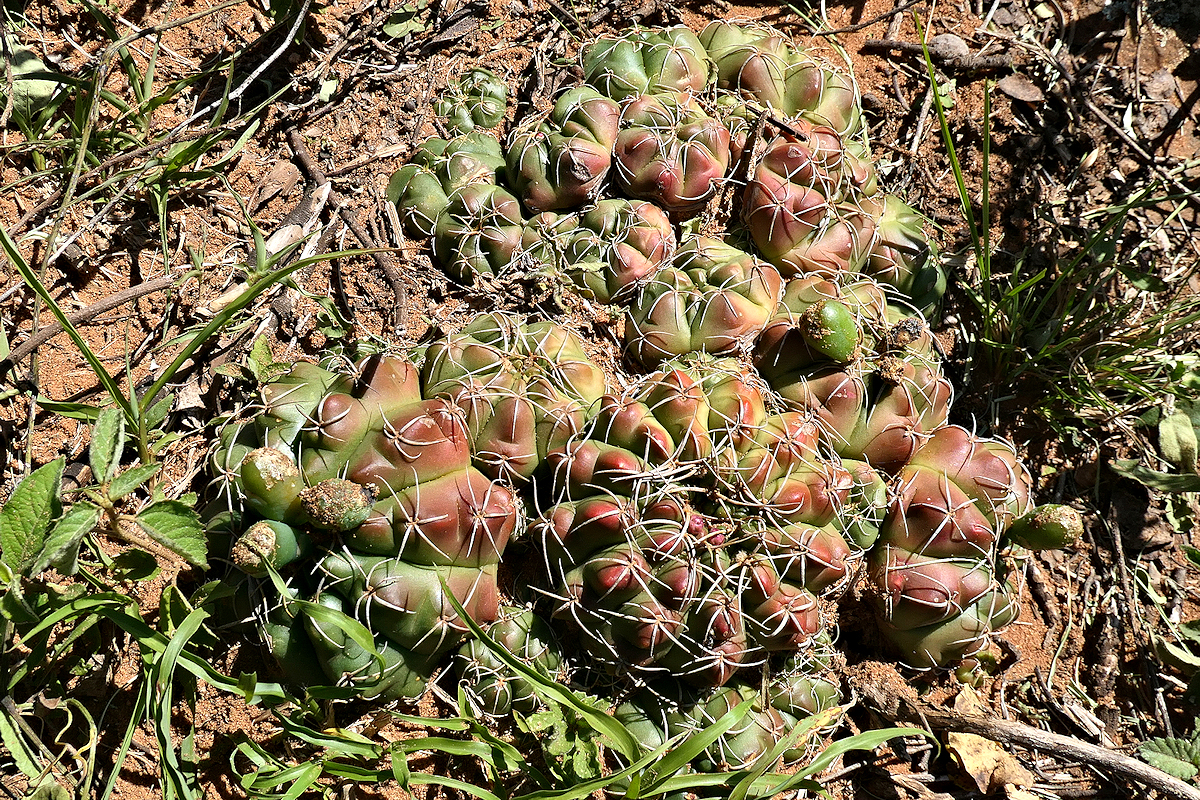 G. paraguayense VoS 3696